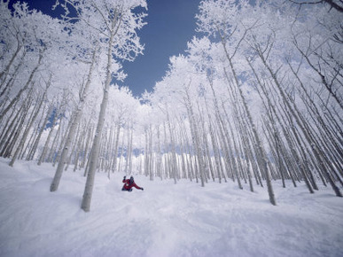 Skiing Through the Trees