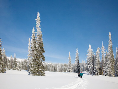 Cross Country Skiing after Snowstorm at Barn Flats, Mt. Rainier National Park, Washington, USA