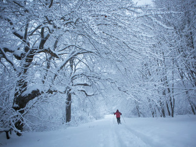 Adult Women Cross-Country Skiing on a Trail Though the Snowy Woods