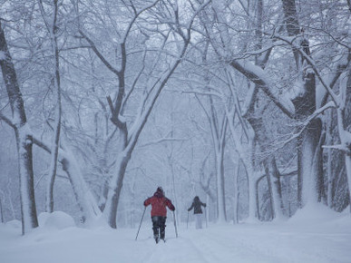 Rear View of Adult Women Cross-Country Skiing in the Woods