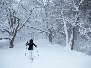 Rear View of an Adult Women Cross-Country Skiing in the Woods