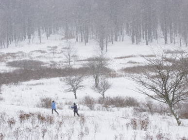 Two Women Cross Country Skiing in Falling Snow